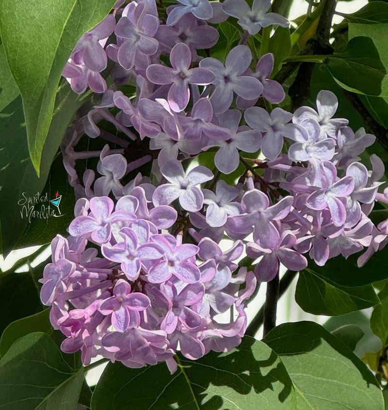 Lilac