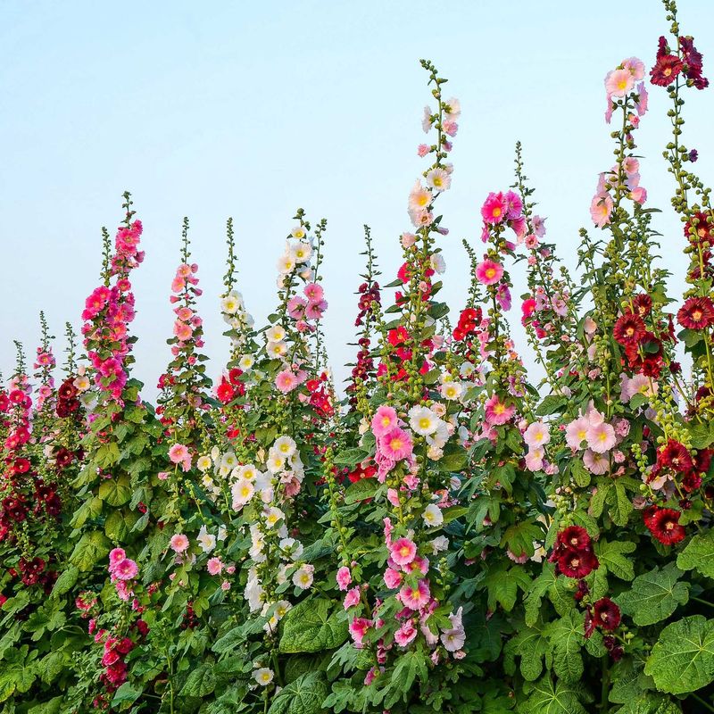 Hollyhock