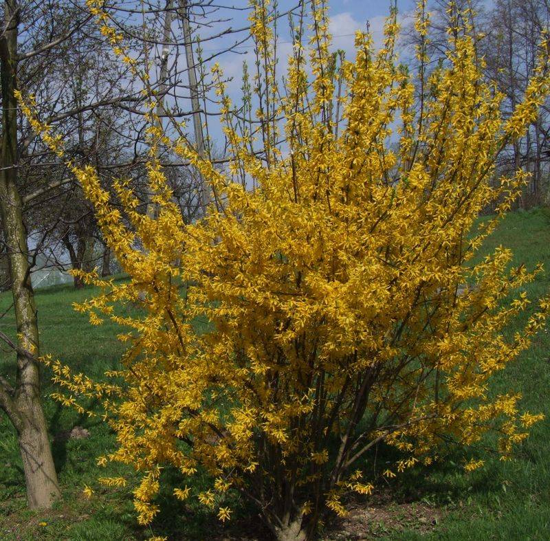 Forsythia (Forsythia x intermedia)