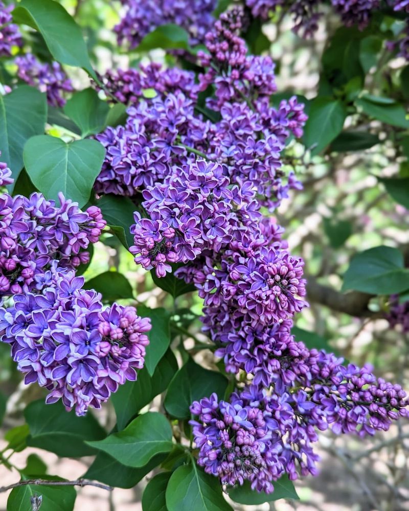 Lilacs