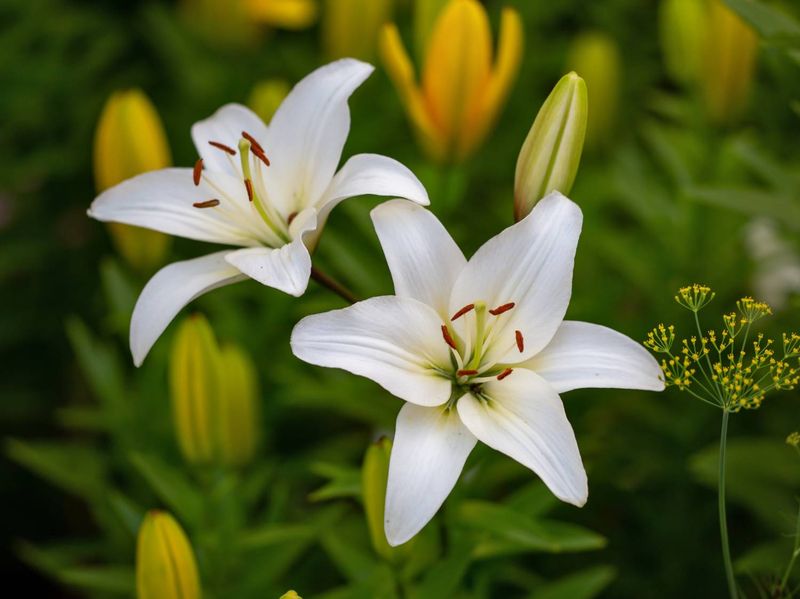 Lilies