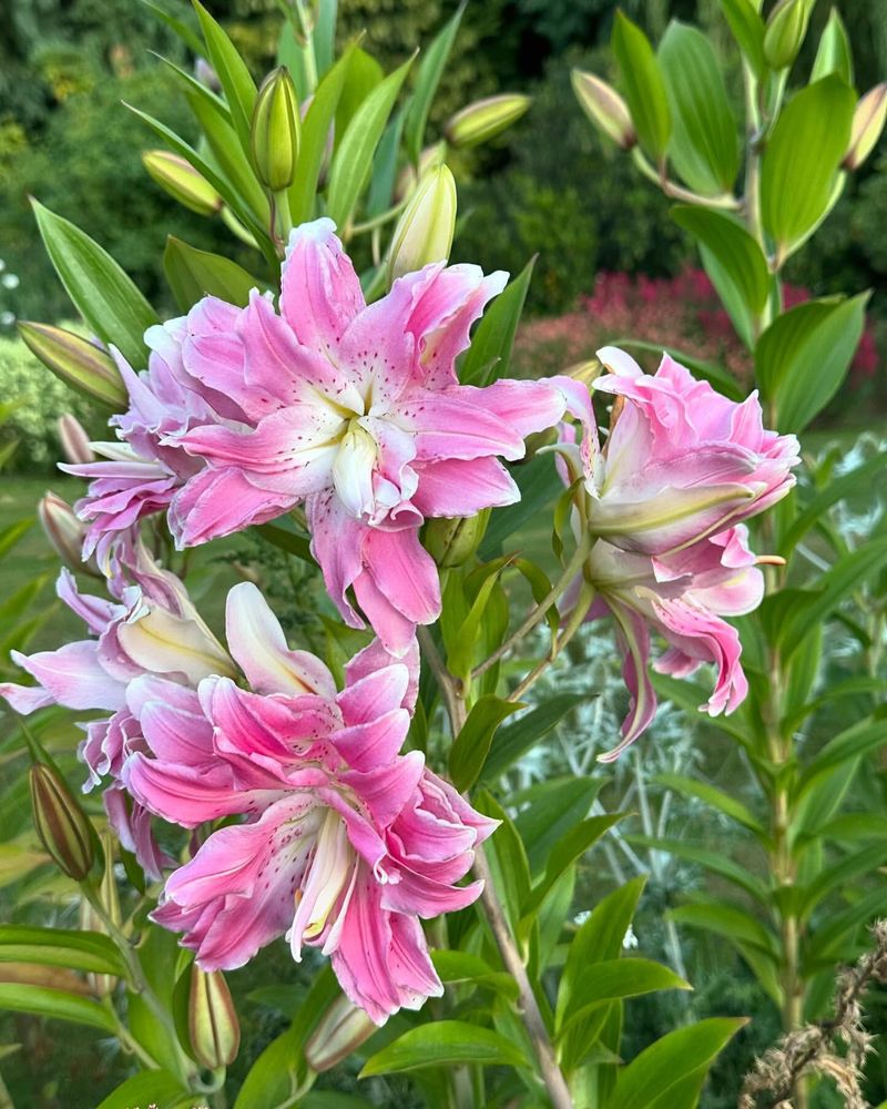 Lilies