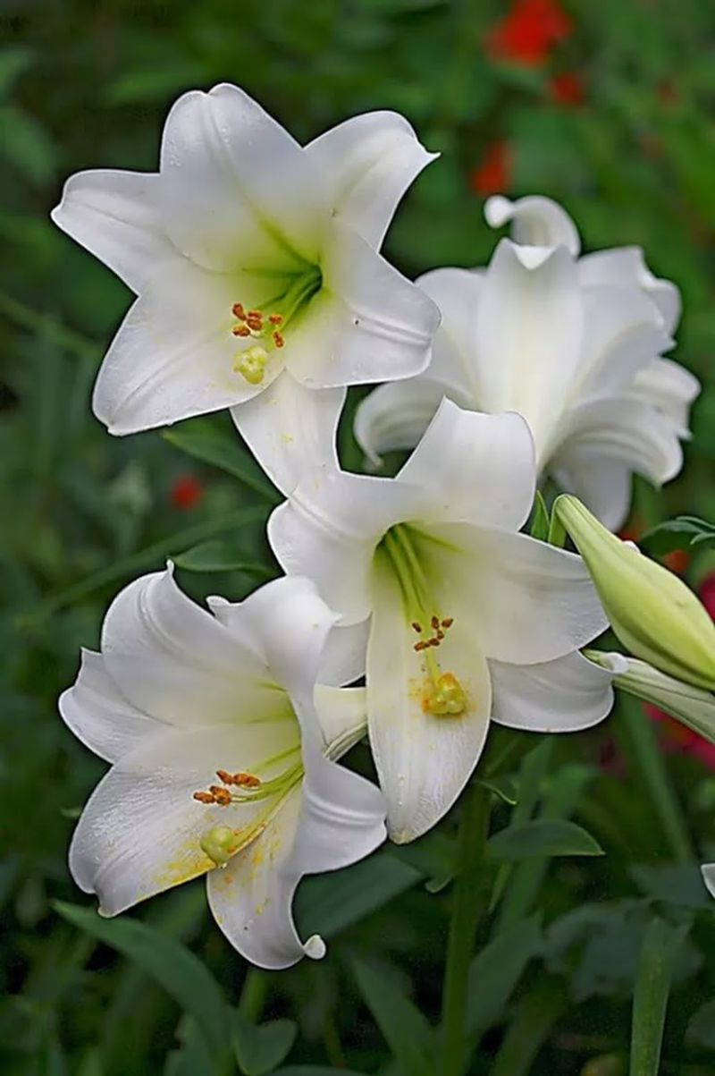 Lilies