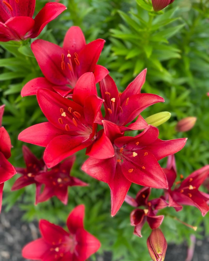 Lilies in Religious Iconography