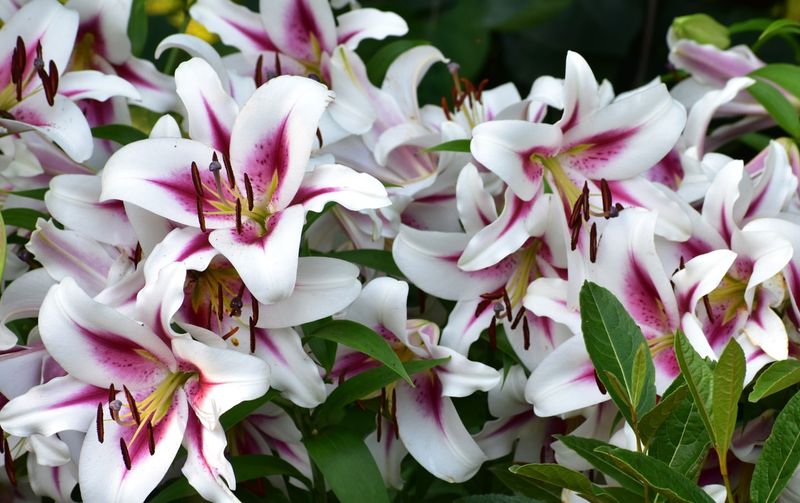 Lilies in Shakespearean Literature