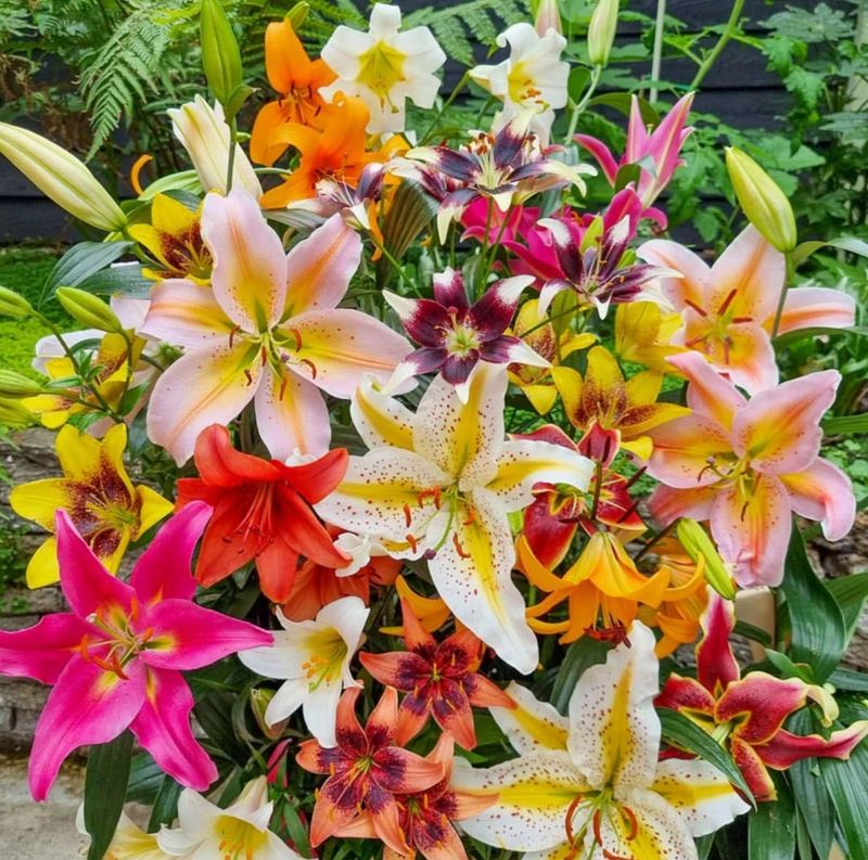 Lilies in Victorian Language of Flowers