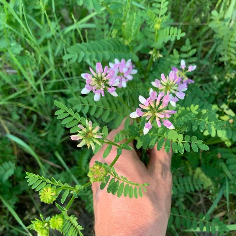 Crown Vetch