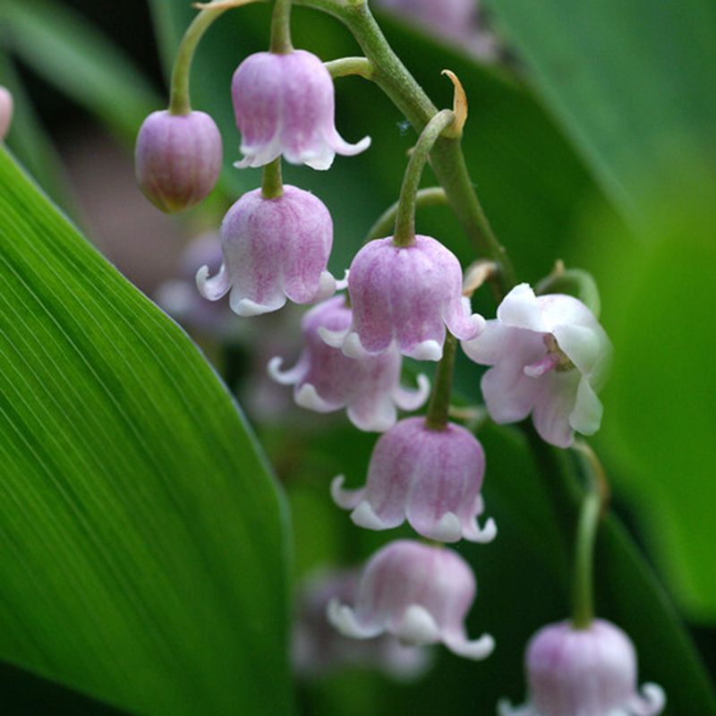 Lily of the Valley