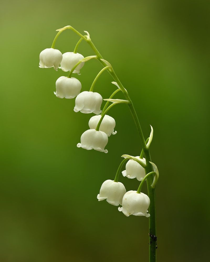 Lily of the Valley