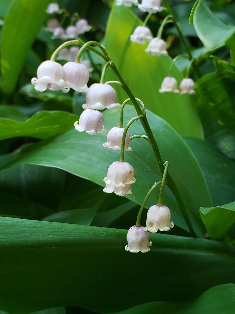 Lily of the Valley