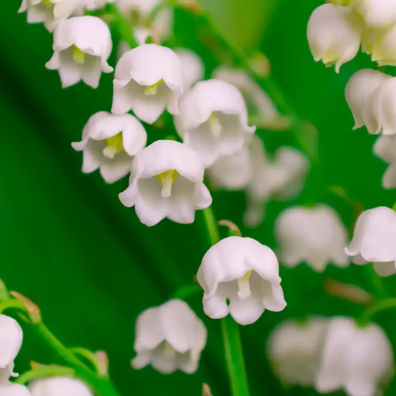 Lily of the Valley