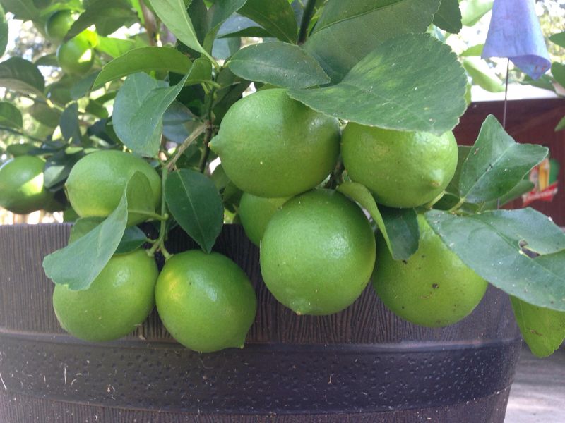 Lime Tree