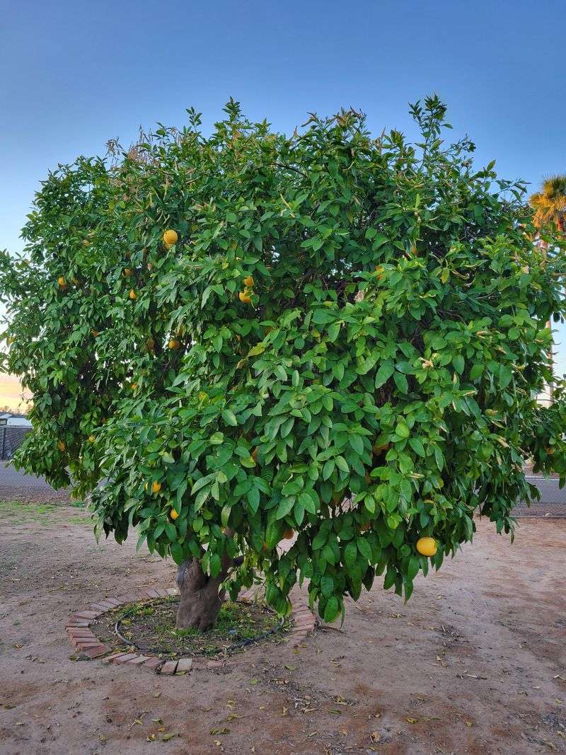 Grapefruit Tree