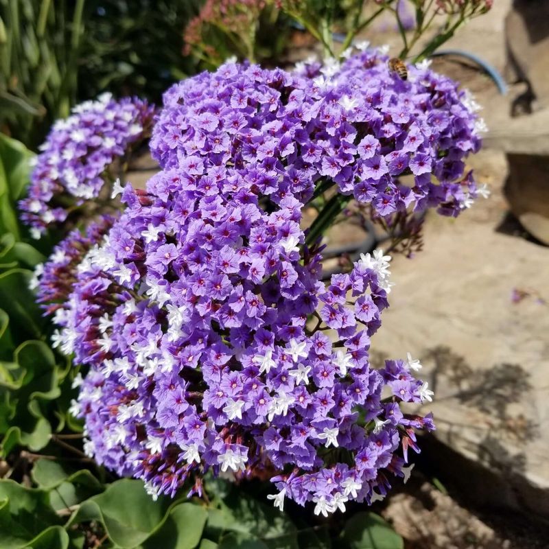 Limonium