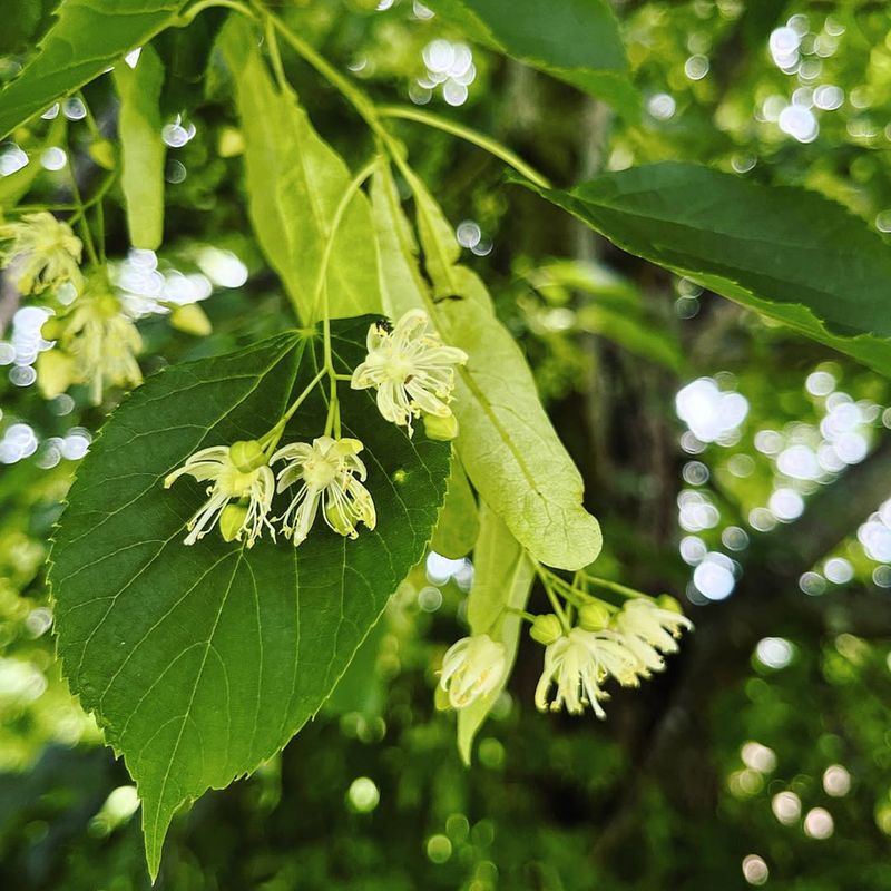 Linden Tree