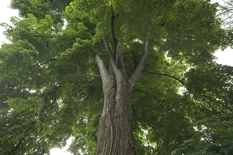 Linden Tree