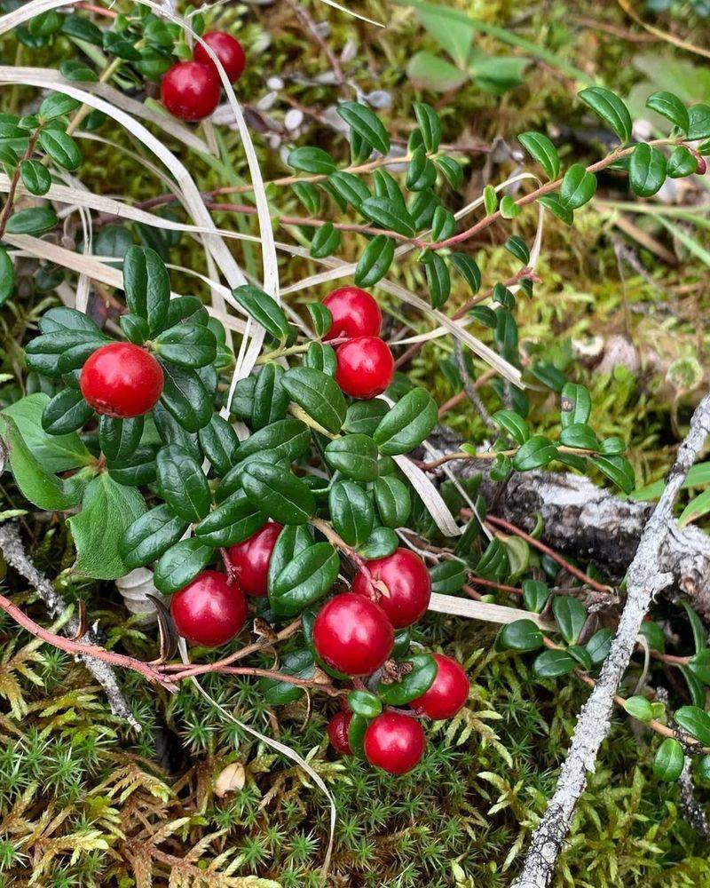 Lingonberry Bush