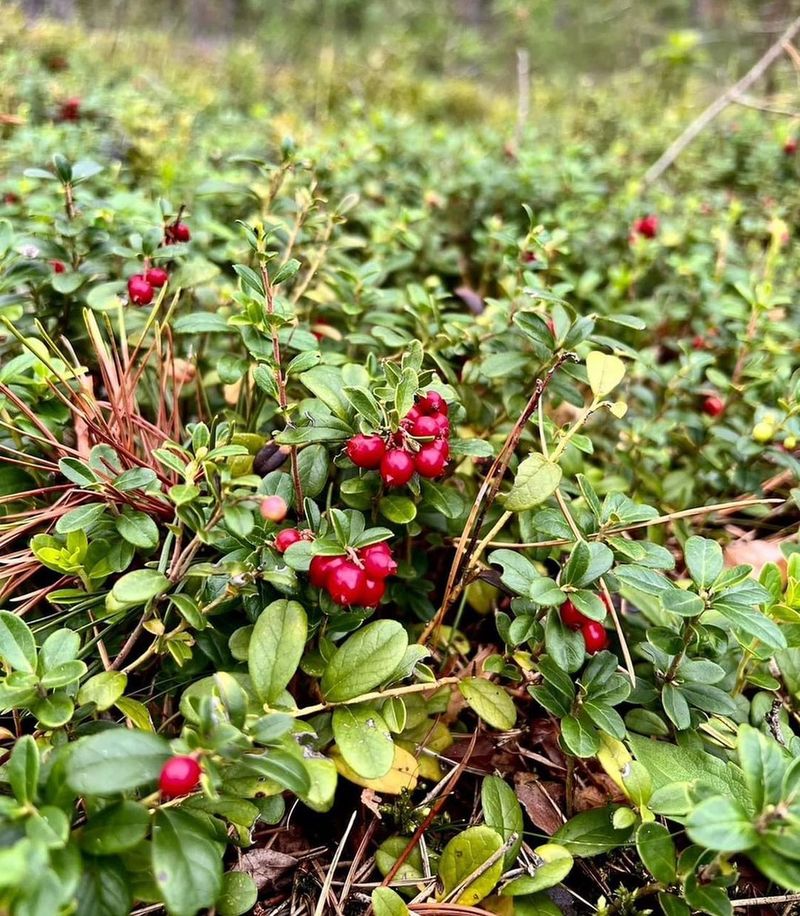 Lingonberry