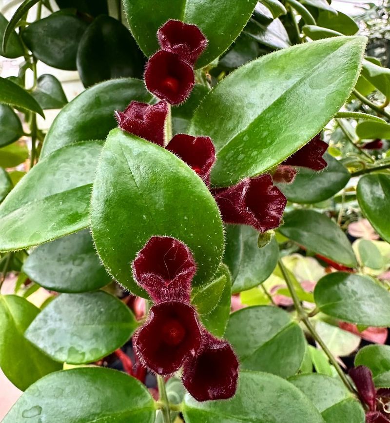 Lipstick Plant