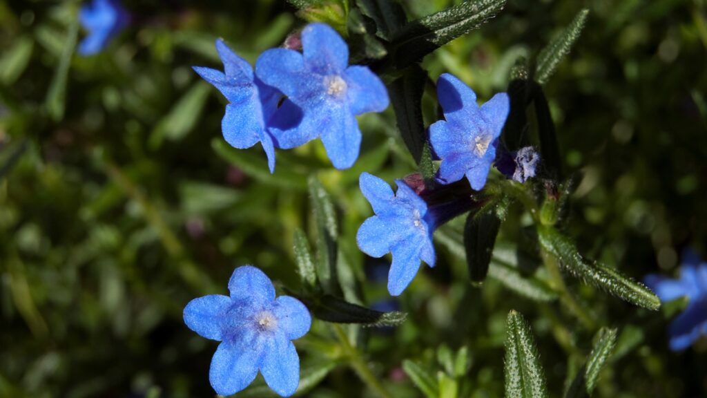 lithodora flower display