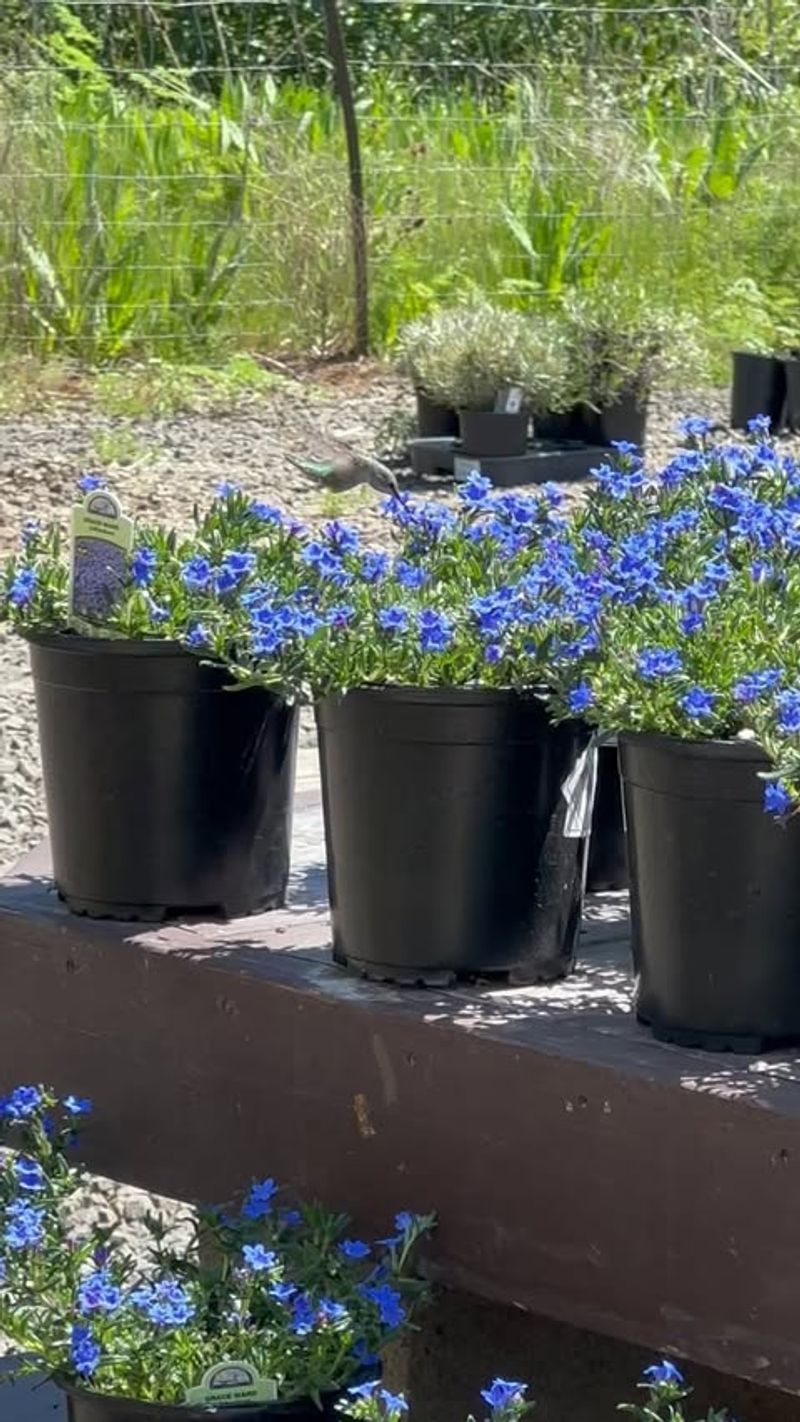 Lithodora