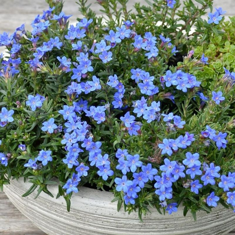 Lithodora