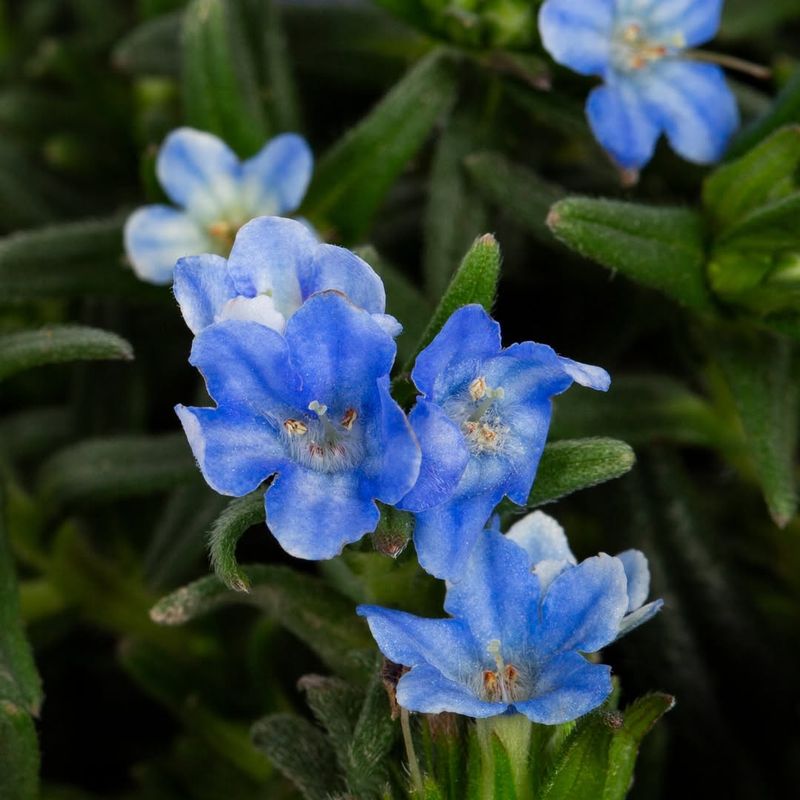 Lithodora