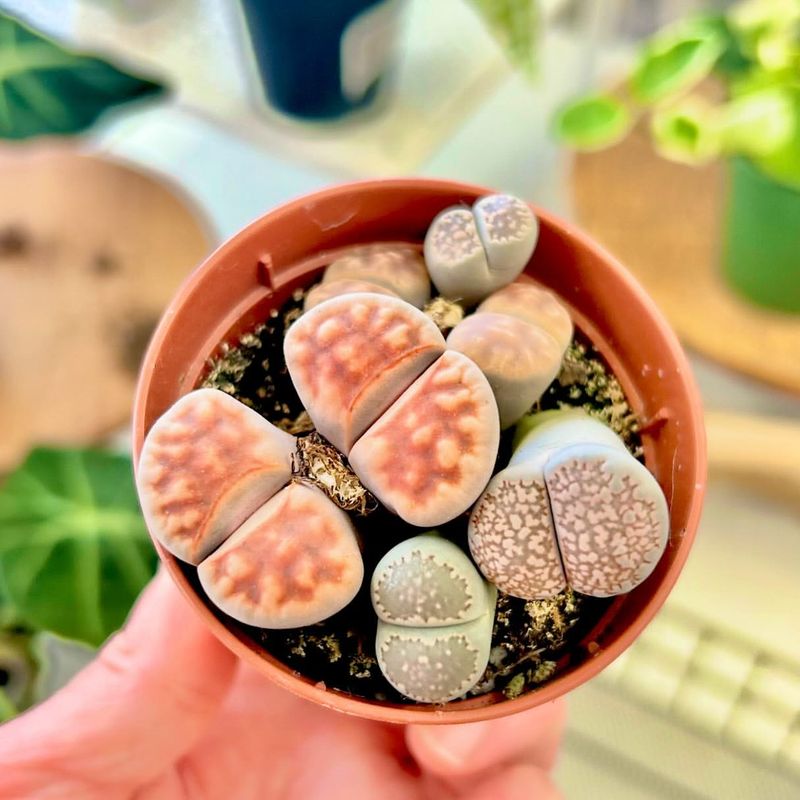 Lithops