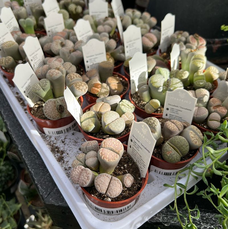 Lithops