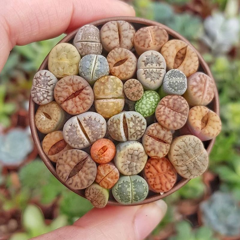 Lithops