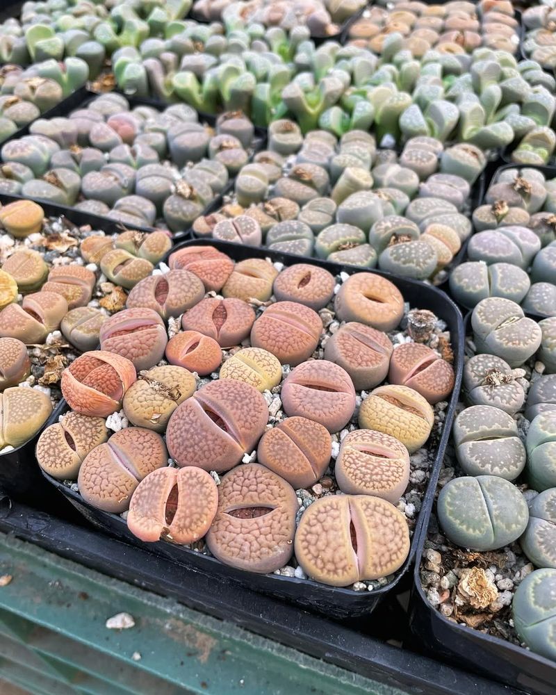 Lithops