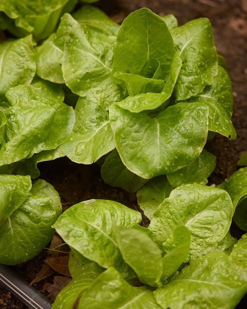 Little Gem Lettuce