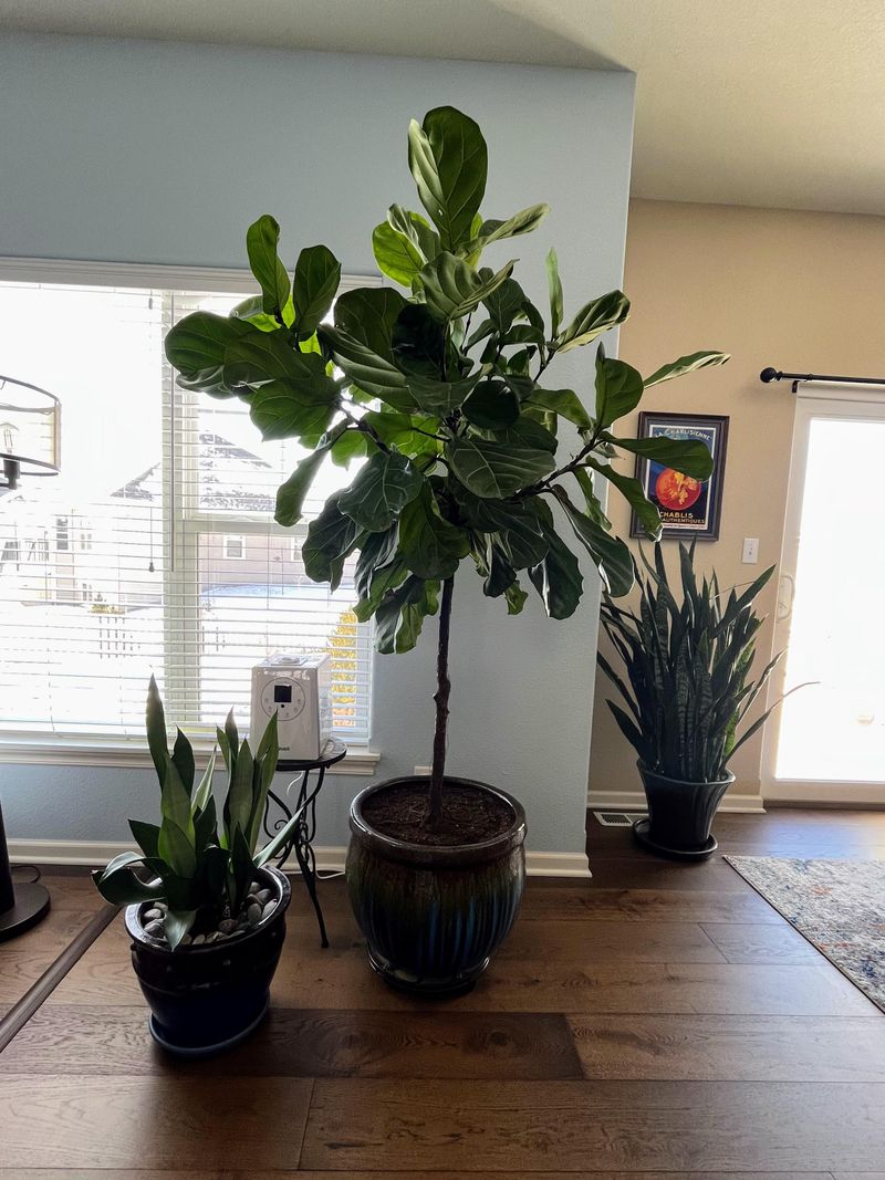 Living Room: Fiddle Leaf Fig & Snake Plant