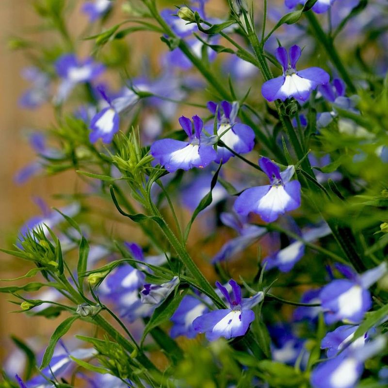 Lobelia