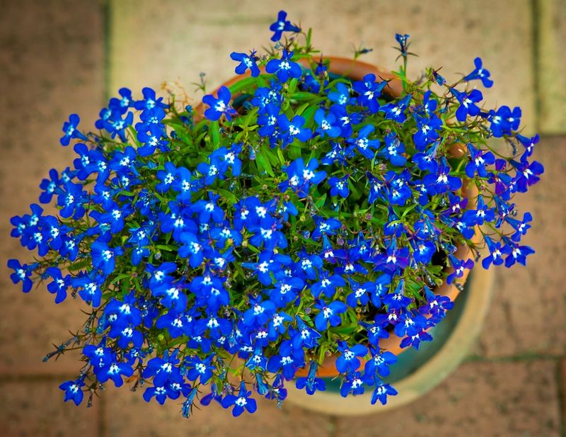 Lobelia