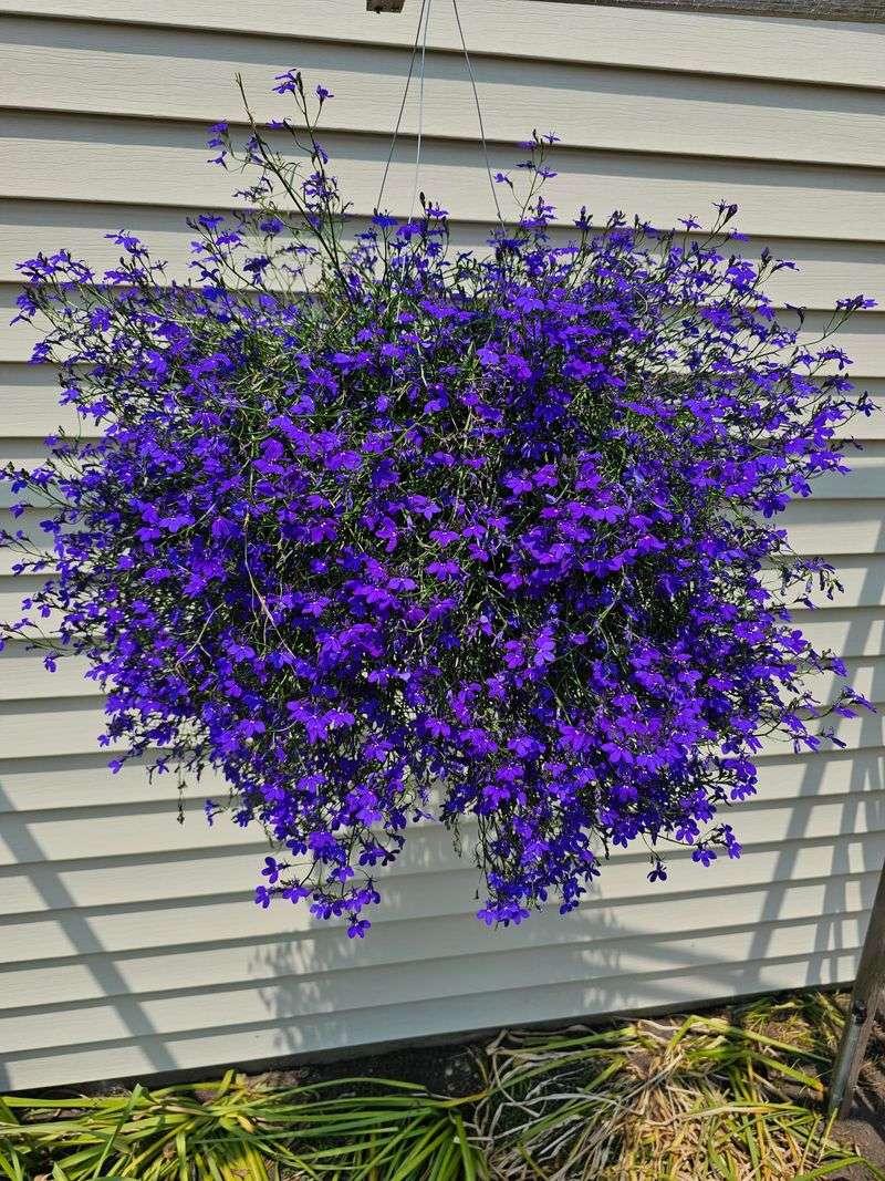 Lobelia