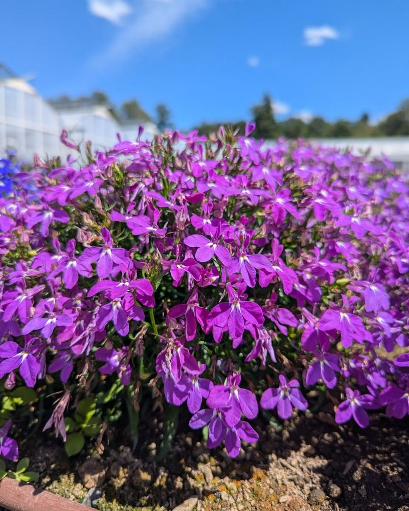 Lobelia (Lobelia erinus)