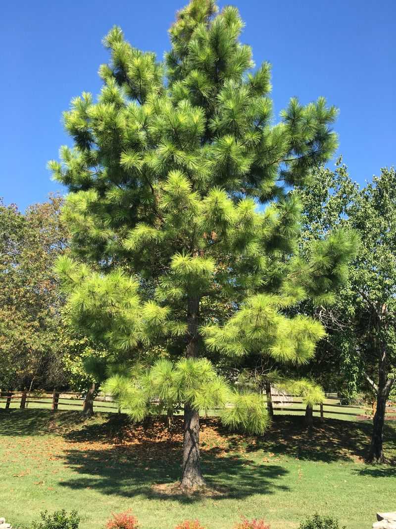 Loblolly Pine