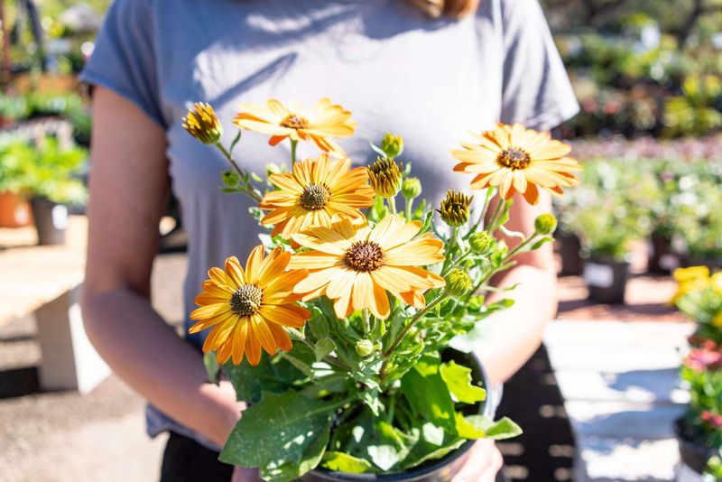 Local Plant Sales