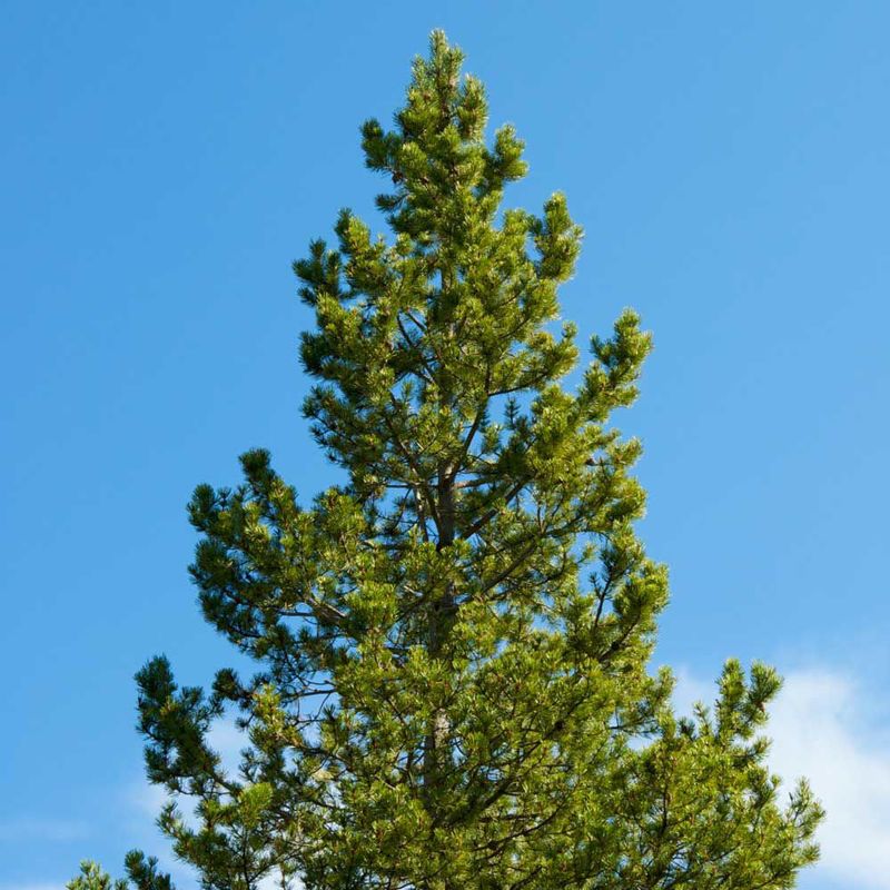 Lodgepole Pine