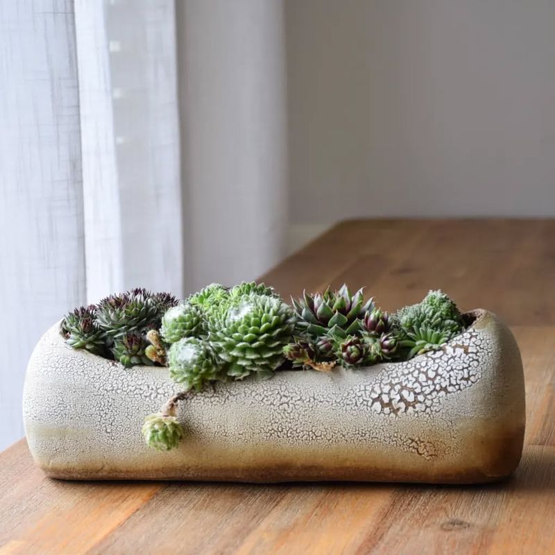 Log Succulent Gardens