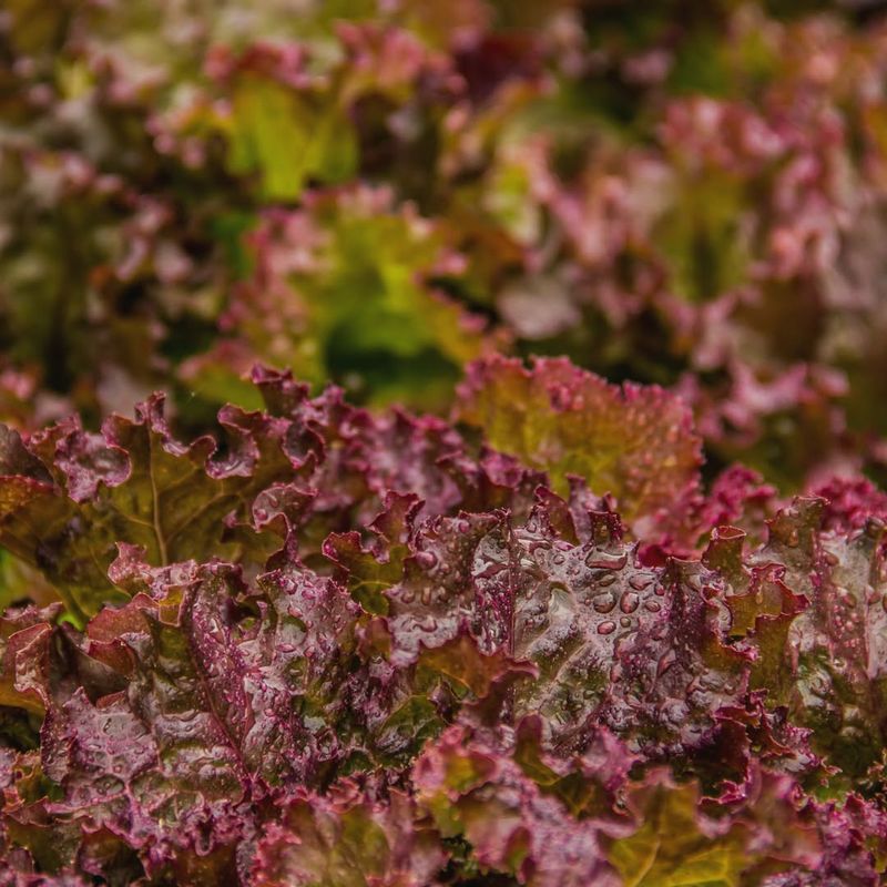 Lollo Rosso Lettuce