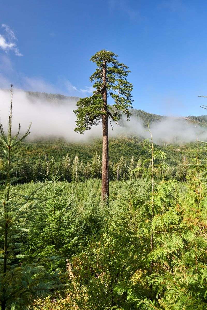 Lonely Castle Pine