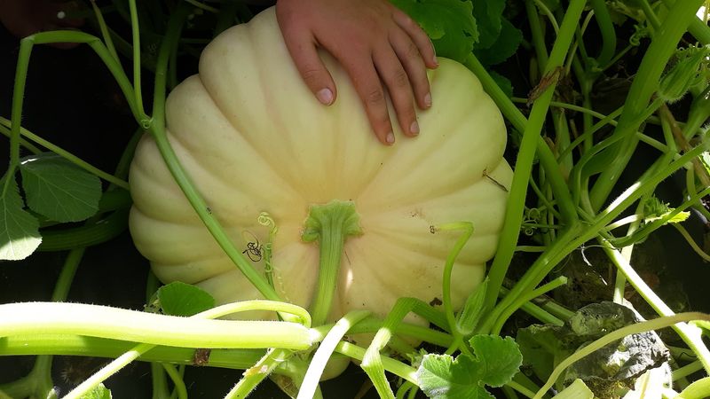 Long Island Cheese Pumpkin