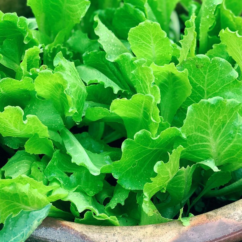 Looseleaf Lettuce