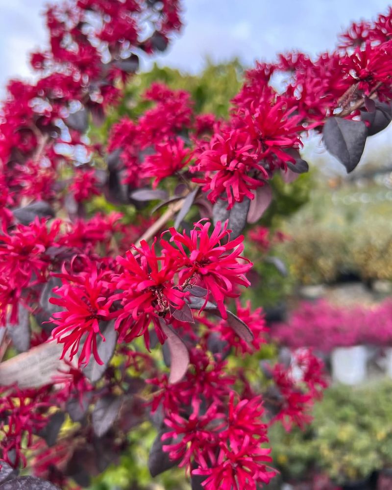 Loropetalum chinense