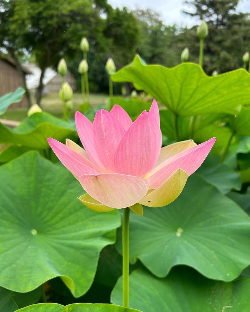 Lotus