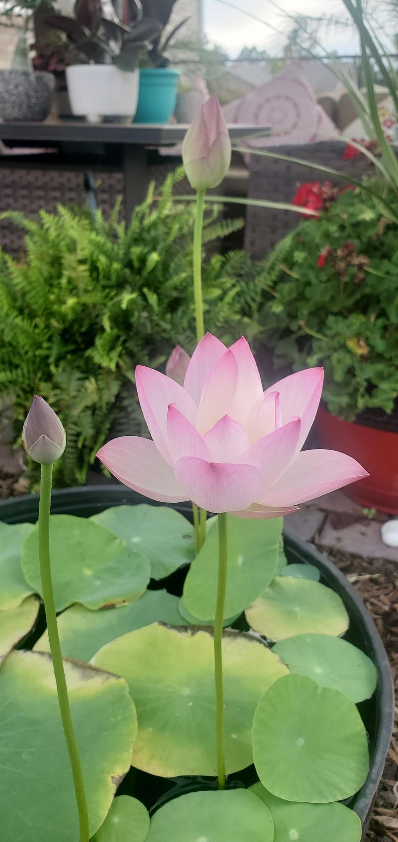 Lotus