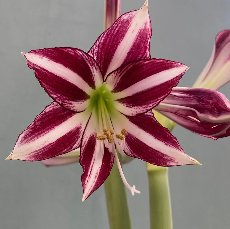 Amaryllis