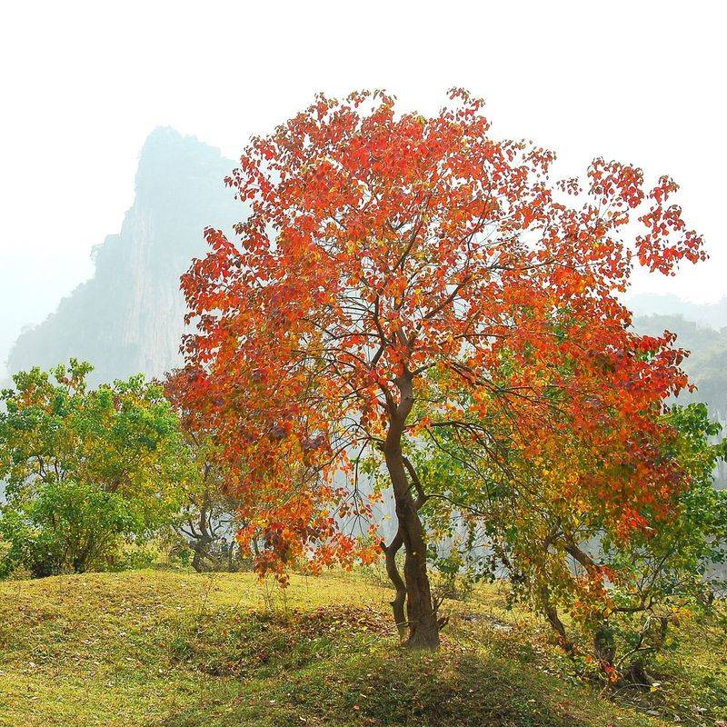 Louisiana: Chinese Tallow Tree